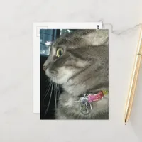 adorable grey tabby cat wears a pentagram collar postcard