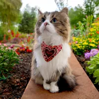 Red Valentine Hearts  Pet Bandana Collar