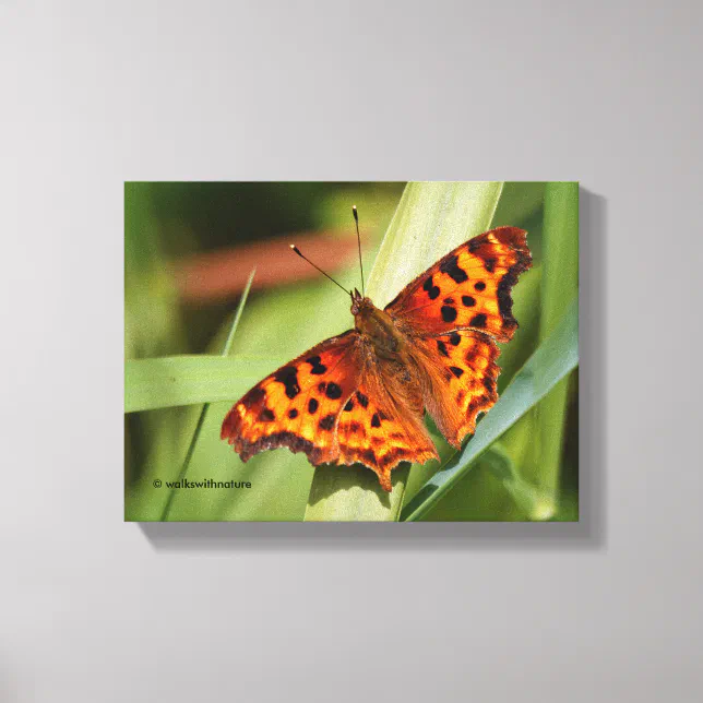 Beautiful Orange Satyr Comma Butterfly Canvas Print