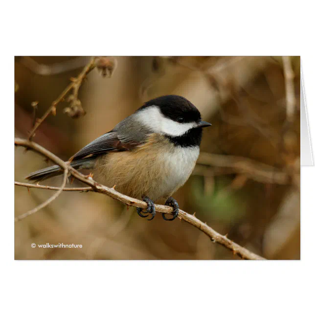 Profile of a Black-Capped Chickadee