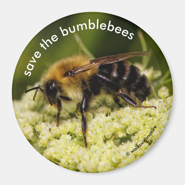 Save the Bumblebees Pollinating Flowering Carrot Magnet