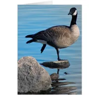 Canada Goose