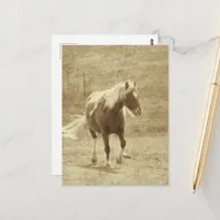 Pinto Pony in Sepia Postcard