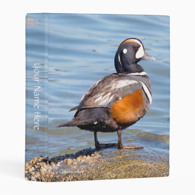 Beautiful Harlequin Duck on the Rock Mini Binder