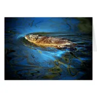 Muskrat