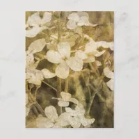 Wildflowers in Sepia Postcard