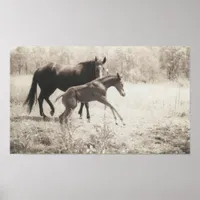 Spot Plays Poster
