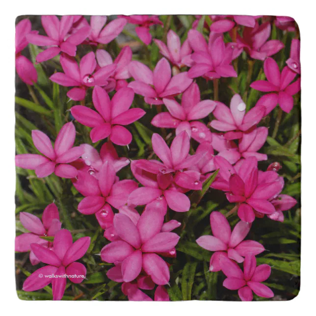 Elegant Rhodohypoxis / Red Star / Rosy Posy Trivet