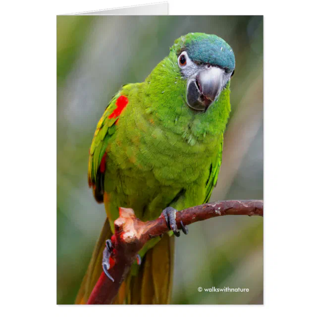 Hahn's Mini Macaw / Red-Shouldered Macaw