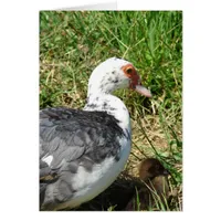 Muscovy Hen and Duckling Cards
