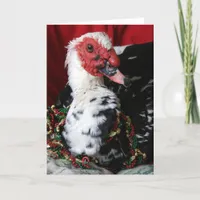 Yankee the Muscovy Drake, Christmas Holiday Card