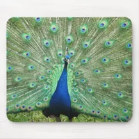 Mousepad - Peacock