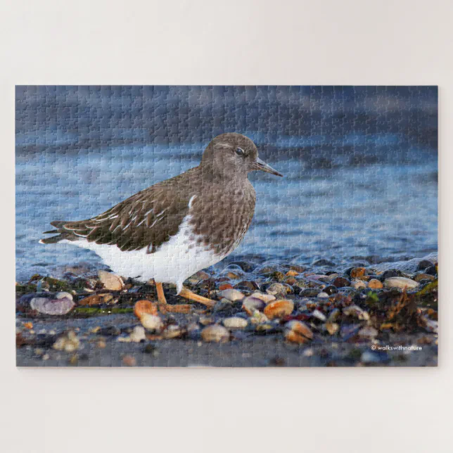 Stunning Black Turnstone on the Beach Jigsaw Puzzle