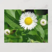 White Flower Weed Postcard