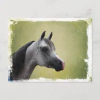 Arabian Horse Grunge Postcard