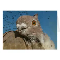 Pigeon Poetry