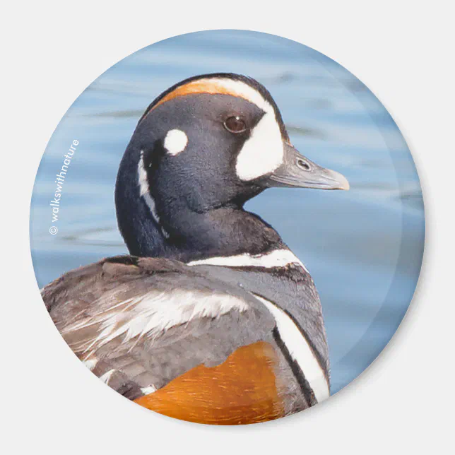 Beautiful Harlequin Duck on the Rock Magnet