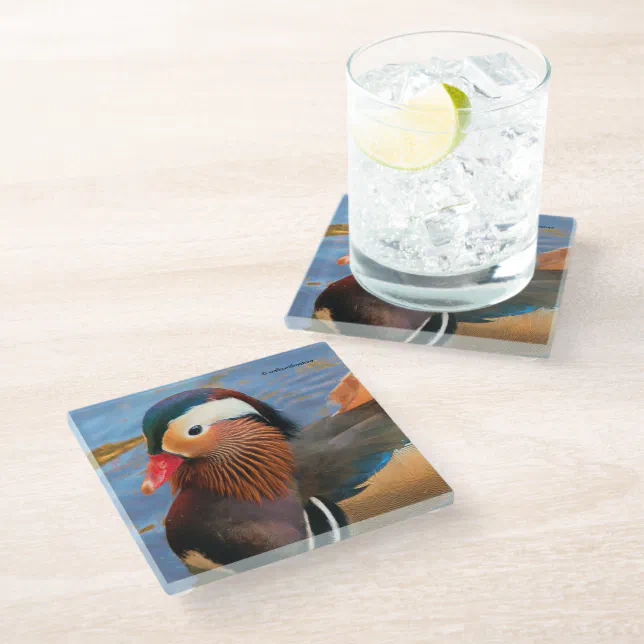 Beautiful Mandarin Duck in the Pond Glass Coaster