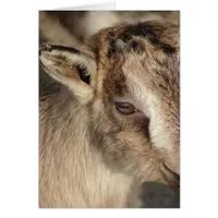 Rabbit the Goat