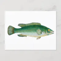 Vintage Green Fish Postcard