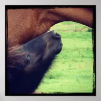Let Me Tell You A Secret Mini Horse to Horse Poster