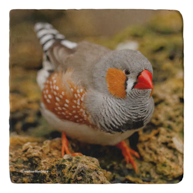 Zebra Finch on the Rocks Trivet