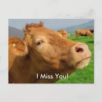 "I Miss You" Funny Cow postcard