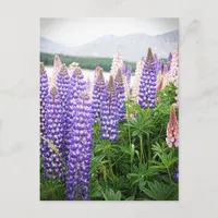 Purple & Pink Flowers : Lupins @ New Zealand Postc Postcard