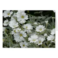 White Petal Flowers with Yellow Middle Card