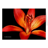 Beautiful Red Orange Asiatic Lily Gran Paradiso