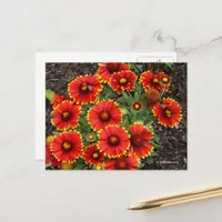 Arizona Sun Blanketflowers Postcard