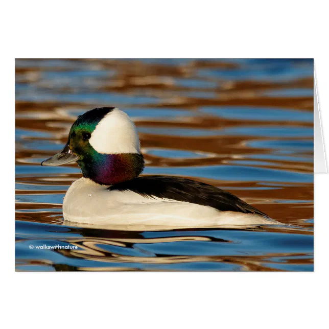 Male Bufflehead in the Afternoon Sun