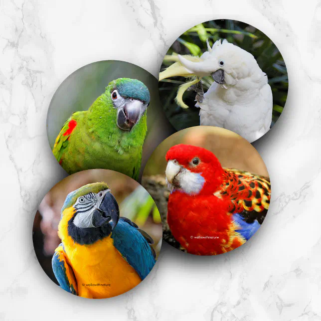 Colorful Exotic Tropical Birds Parrots Coaster Set