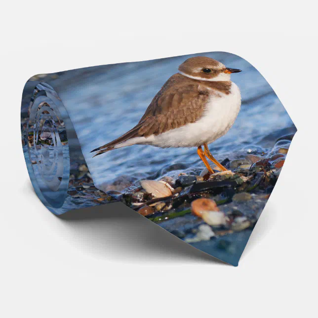 Beautiful Semipalmated Plover at the Beach Tie