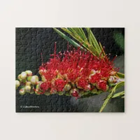 Beautiful Red Bottlebrush Flowers Jigsaw Puzzle