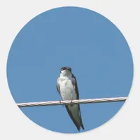 Beautiful Female Barn Swallow Classic Round Sticker