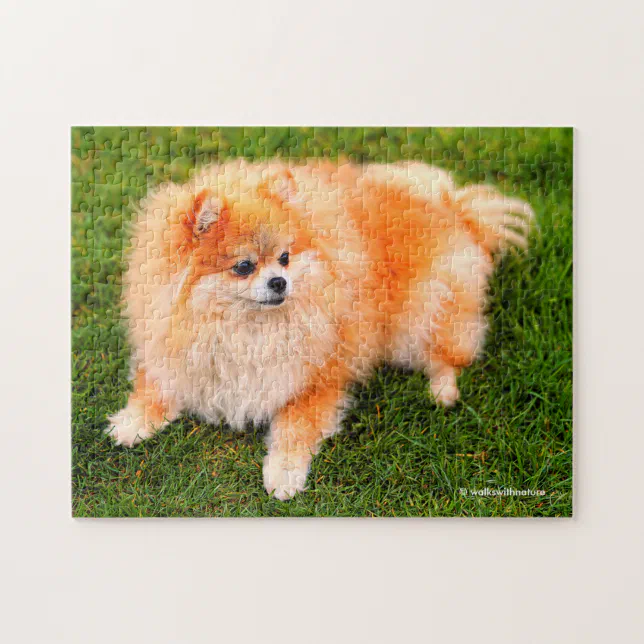 Adorable Cute Pomeranian Puppy Dog Jigsaw Puzzle