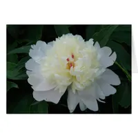 White Peony