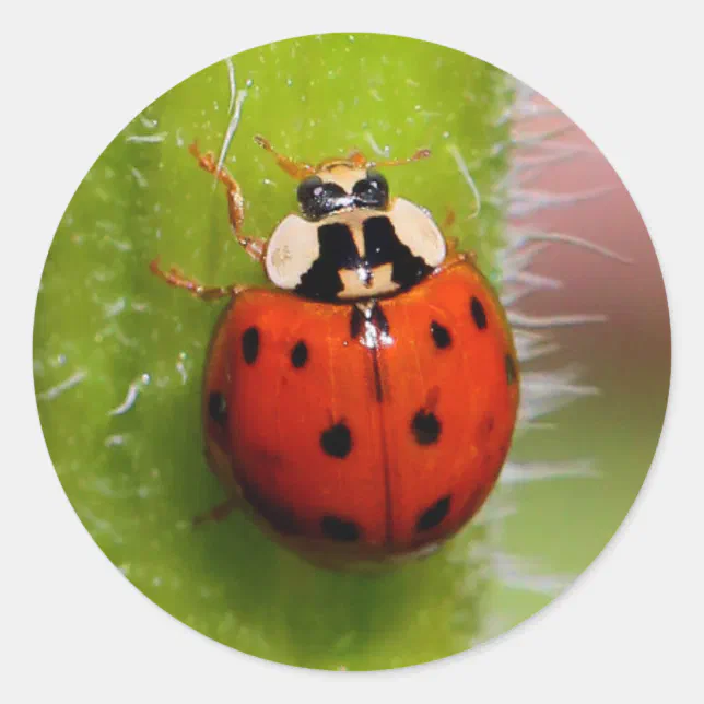 Ladybug on the Sunflower Stalk Classic Round Sticker