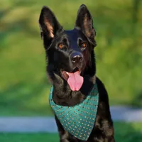 Teal & Gold Faux Glitter Sparkle Dots Pet Bandana Collar