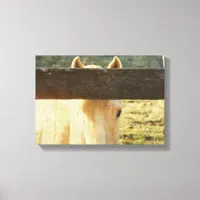 Palomino Horse Peeking Though The Fence Canvas Print