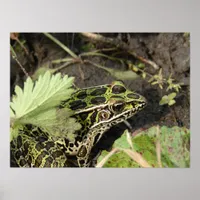 Frog Poster