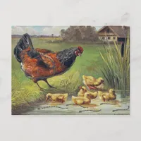 hen and chicks postcard