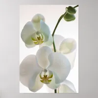 White Orchids Poster