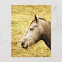 Gray Mare Postcard