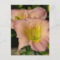 Daylillies Postcard