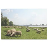 Grazing Sheep by the Rhine Tissue Paper