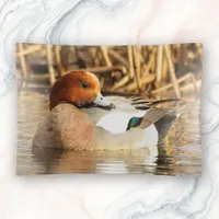 Handsome Stranger Eurasian Wigeon Duck at the Pond Trinket Tray