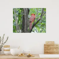 Male Cardinal in a Tree Poster