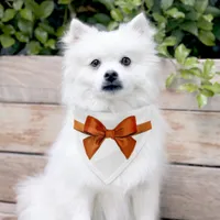 Orange bow tie pet bandana collar